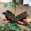 RootBox™ - skrzynka do uprawy korzeni roślin
